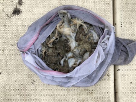 リトルワン 釣果