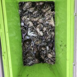 リトルワン 釣果