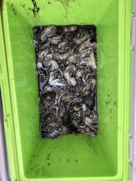 リトルワン 釣果