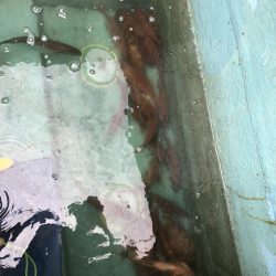 リトルワン 釣果