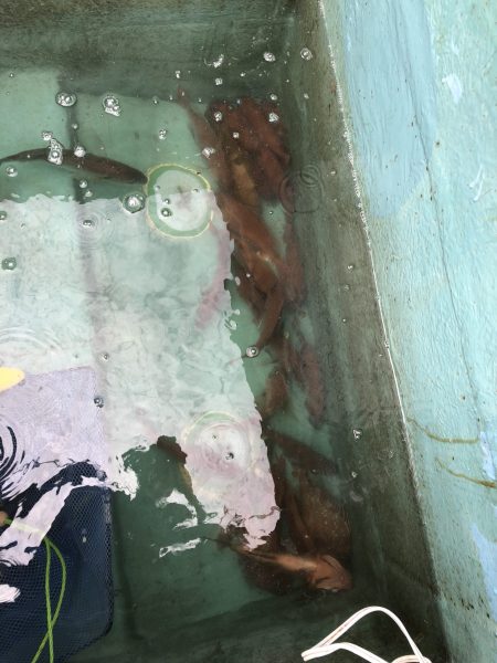 リトルワン 釣果