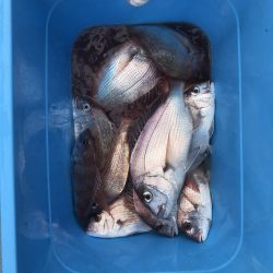 リトルワン 釣果