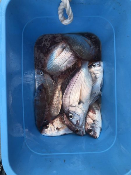 リトルワン 釣果