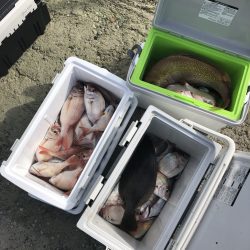 リトルワン 釣果