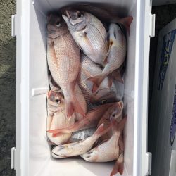 リトルワン 釣果