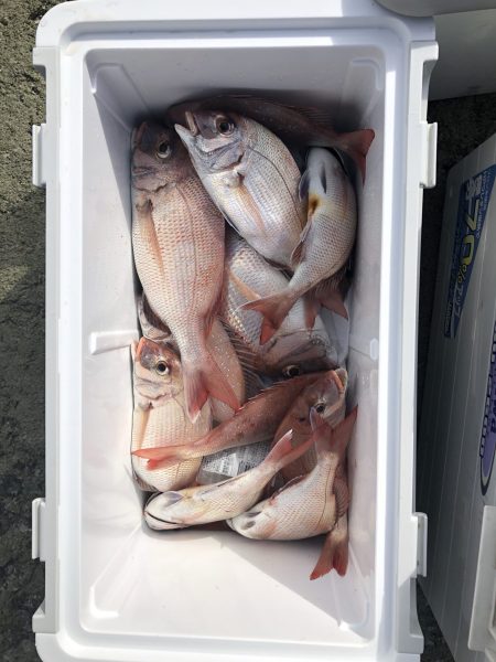 リトルワン 釣果