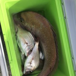 リトルワン 釣果