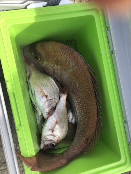 リトルワン 釣果