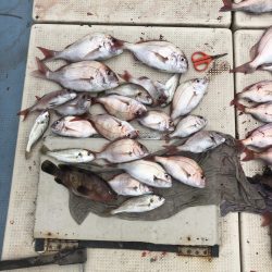 リトルワン 釣果