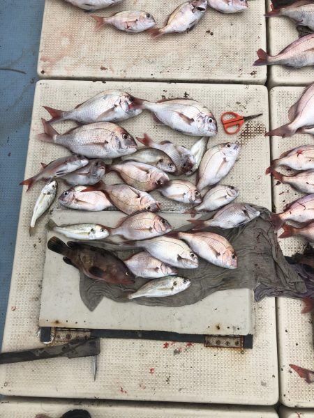 リトルワン 釣果