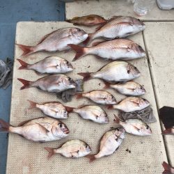 リトルワン 釣果