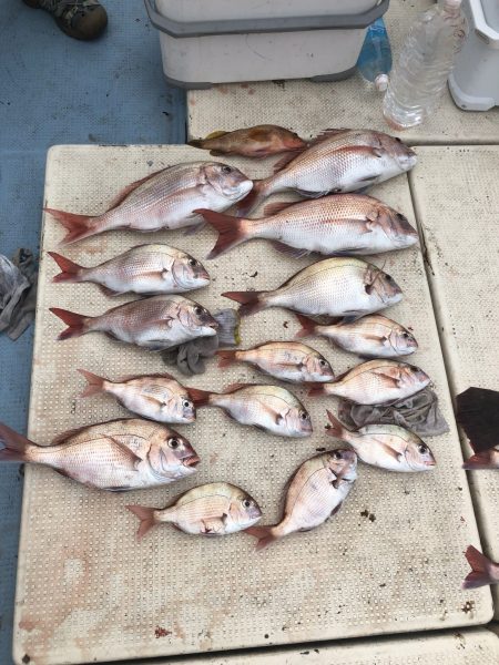 リトルワン 釣果