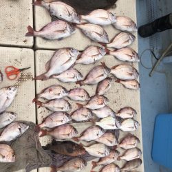 リトルワン 釣果