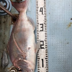 リトルワン 釣果