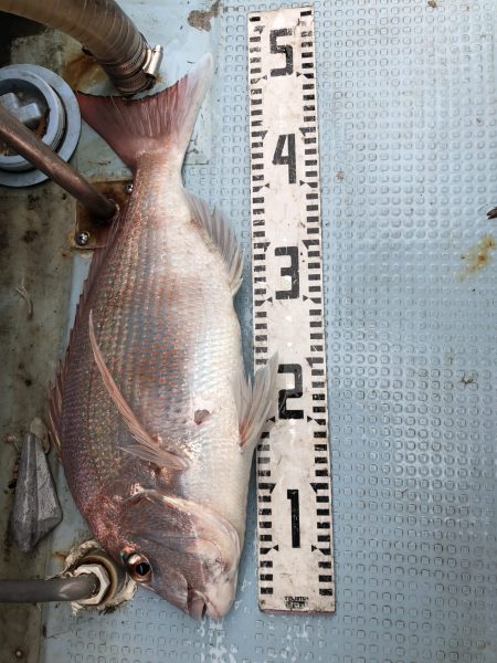 リトルワン 釣果