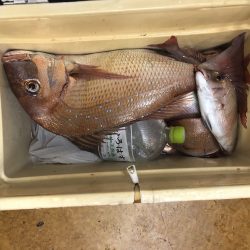 リトルワン 釣果