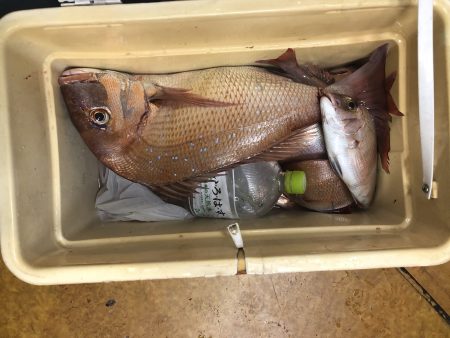 リトルワン 釣果