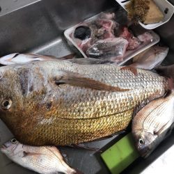 リトルワン 釣果