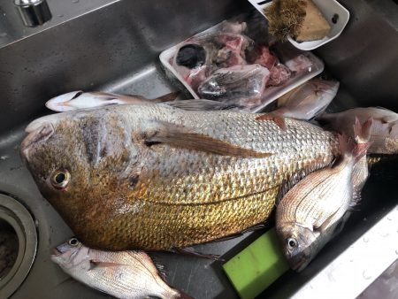 リトルワン 釣果