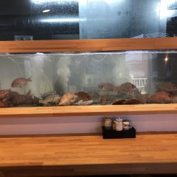 リトルワン 釣果