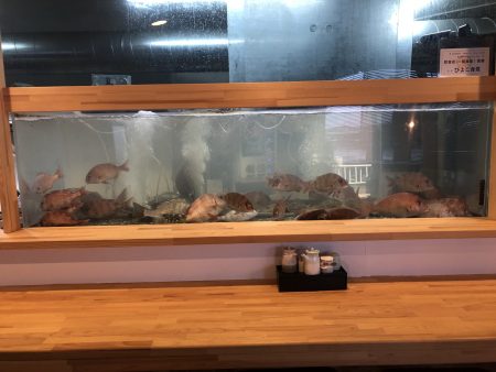 リトルワン 釣果