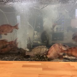 リトルワン 釣果