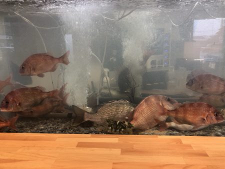 リトルワン 釣果