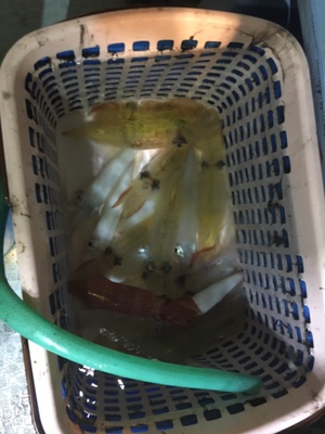 シーモンキー 釣果