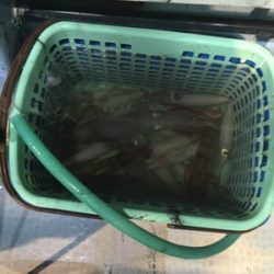 シーモンキー 釣果