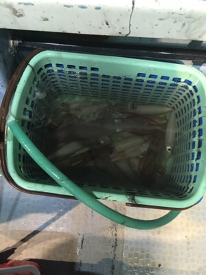 シーモンキー 釣果