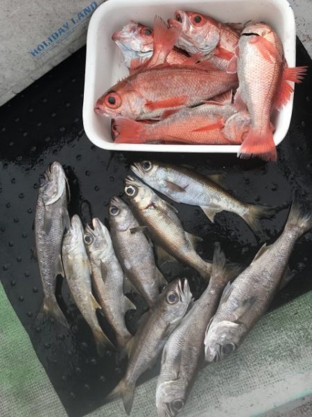 たいし丸 釣果