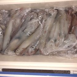 幸風（さちかぜ） 釣果