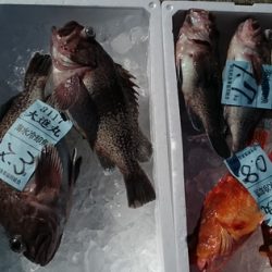 大進丸(新潟) 釣果