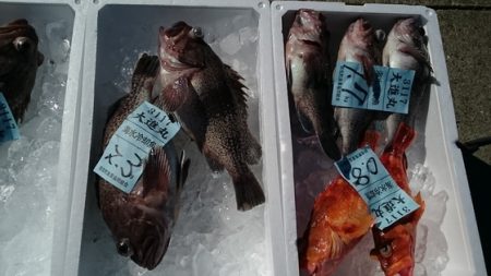 大進丸(新潟) 釣果