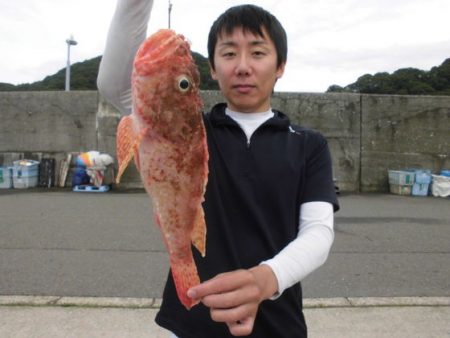 大進丸(新潟) 釣果