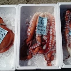 大進丸(新潟) 釣果