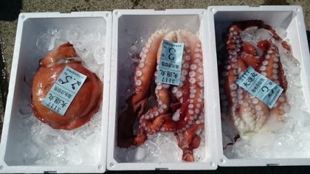 大進丸(新潟) 釣果