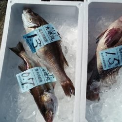 大進丸(新潟) 釣果