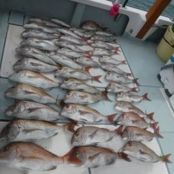 遊漁船 幸友丸 釣果