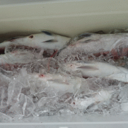 遊漁船ブルーウッズ 釣果