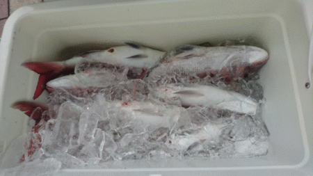 遊漁船ブルーウッズ 釣果