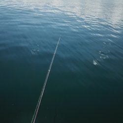 秋の行楽に！魚釣り入門にはサビキ釣りがオススメ【ジェミニ氏連載 vol.2】