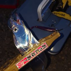 ゆっくりと動かすだけでタチウオがヒット　がまかつLUXXE（ラグゼ）ワインドマスターモニターレポート