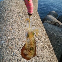 富山県 今季アオリイカ釣行&調査レポート〜好調です！【きた氏連載 vol.3】