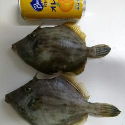 かねい丸 釣果