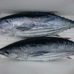 かねい丸 釣果