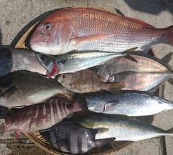 はじめ丸 釣果