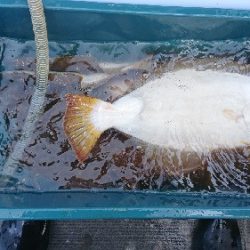 小樽港遊漁船SHAKE 釣果