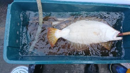 小樽港遊漁船ＳＨＡＫＥ 釣果