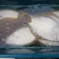 小樽港遊漁船ＳＨＡＫＥ 釣果